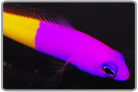Bicolor Dottyback